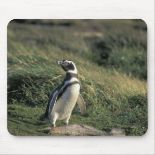 Alfombrilla De Ratón Pingüino de Magallanes (Spheniscus magellanicus),