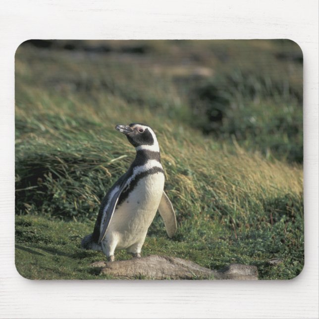 Alfombrilla De Ratón Pingüino de Magallanes (Spheniscus magellanicus), (Frente)