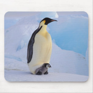 Alfombrilla De Ratón Pingüino Emperador   Aptenodytes