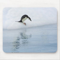Pingüino Gentoo (Papúa Pygoscelis)