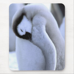 Alfombrilla De Ratón Pingüino   Península Antártica, Mar de Weddell