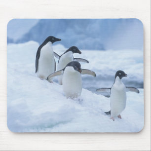 Alfombrilla De Ratón Pingüinos Adelia (Pygoscelis adeliae) sobre hielo,