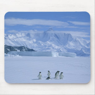 Alfombrilla De Ratón Pingüinos de Adelia, Pygoscelis adeliae),