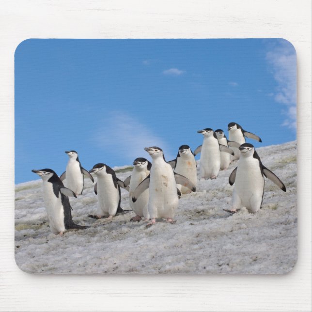 Alfombrilla De Ratón Pingüinos de Barbilla | Pygoscelis Antarctica (Frente)