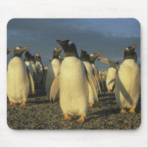 Alfombrilla De Ratón Pingüinos de Gentoo, (Pygoscelis papua), Falkland