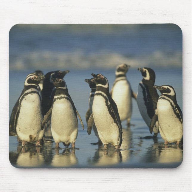 Alfombrilla De Ratón Pingüinos de Magallanes, Spheniscus (Frente)