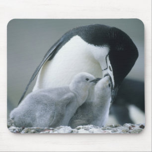 Alfombrilla De Ratón Pingüinos de Penacho Amarillo, Pygoscelis antarcti
