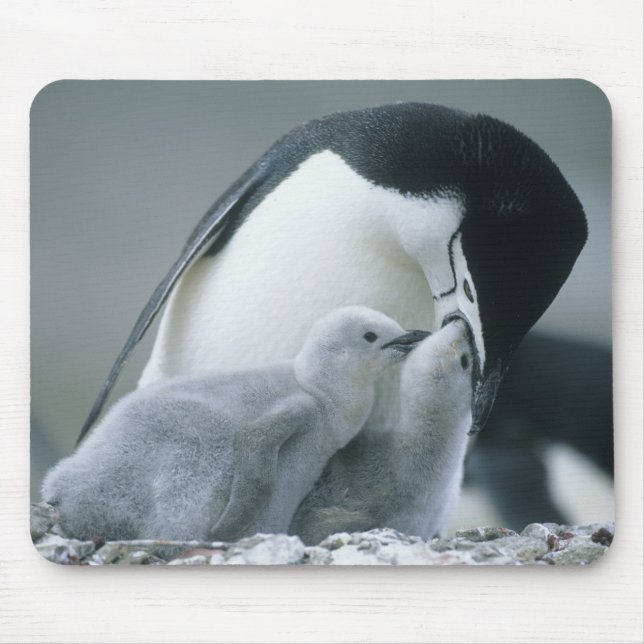 Alfombrilla De Ratón Pingüinos de Penacho Amarillo, Pygoscelis antarcti (Frente)