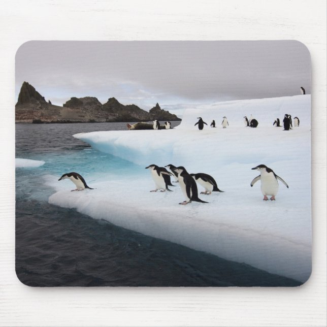 Alfombrilla De Ratón Pingüinos de penacho anaranjado (Frente)