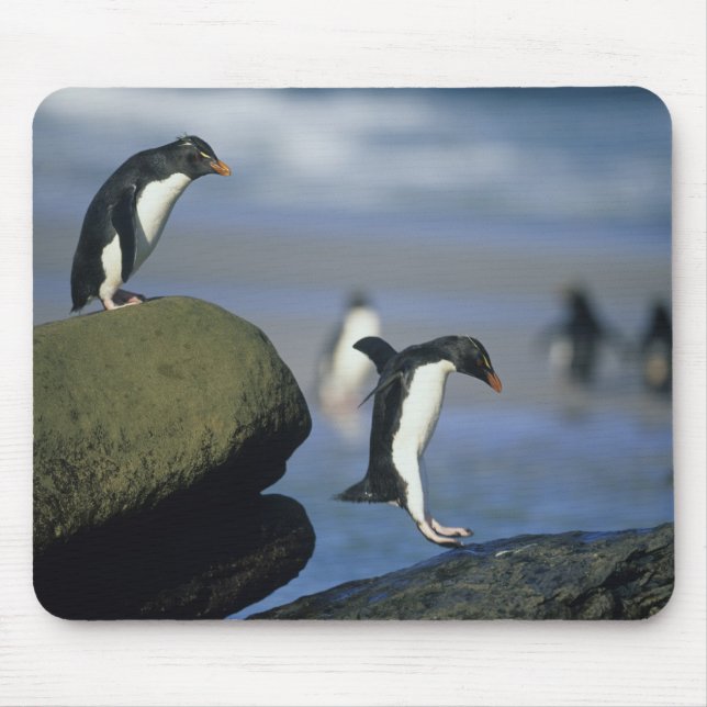 Alfombrilla De Ratón Pingüinos de Rockhopper, crisoven de los Eudyptes) (Frente)