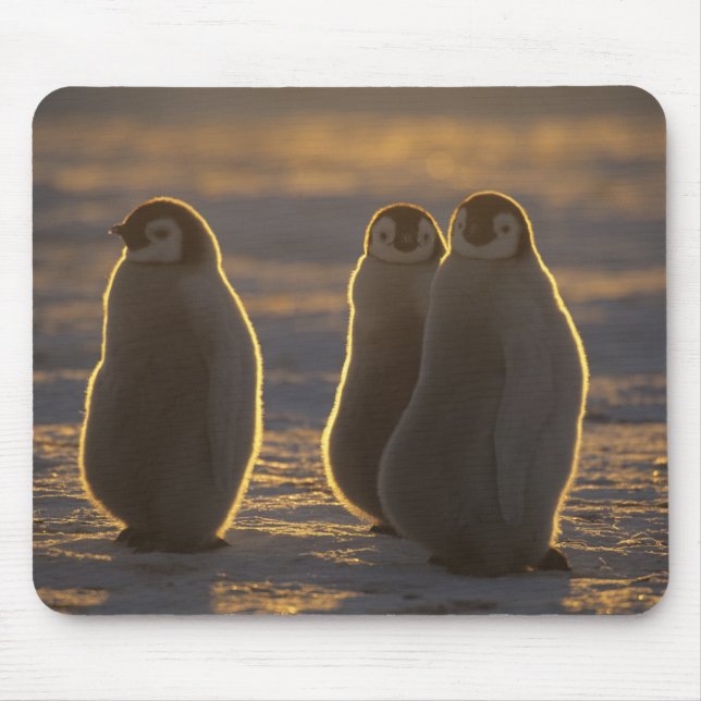 Alfombrilla De Ratón Pingüinos Emperadores (Frente)