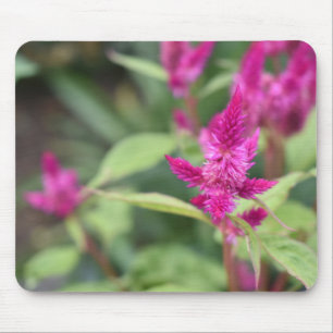 Alfombrilla De Ratón Pink Flowers Celosia Garden Nature Photography