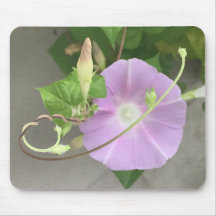 Pink Symphony Morning Glory Close-up 