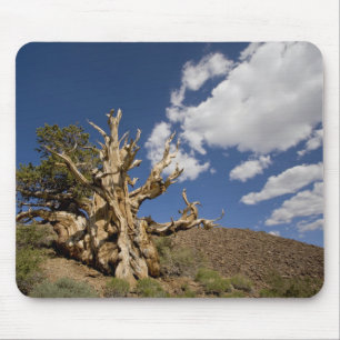 Alfombrilla De Ratón Pino bristlecone en el bosque antiguo Bristlecone,