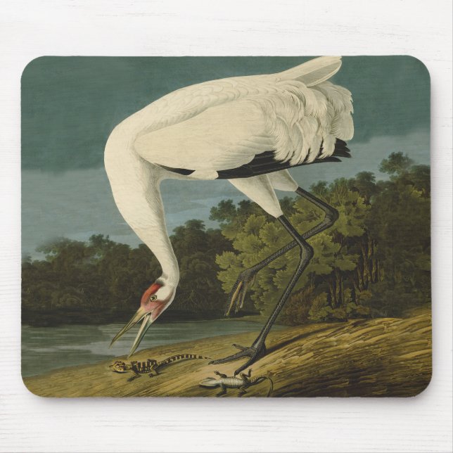 Alfombrilla De Ratón Pintura de pájaro de Crane Audubon (Frente)