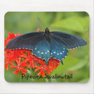 Alfombrilla De Ratón Pipevine Swallowtail