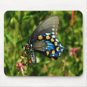 Alfombrilla De Ratón Pipevine Swallowtail