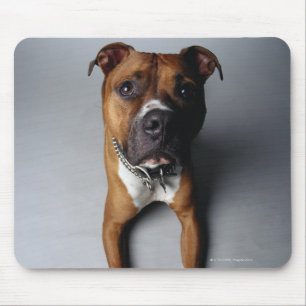 Alfombrilla De Ratón Pitbull Terrier que se acuesta