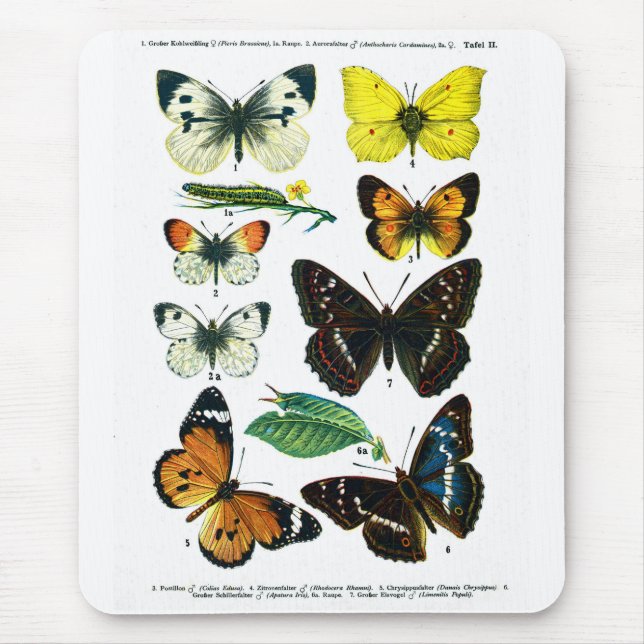Alfombrilla De Ratón Placa II Mousepad de mariposas europeas (Frente)