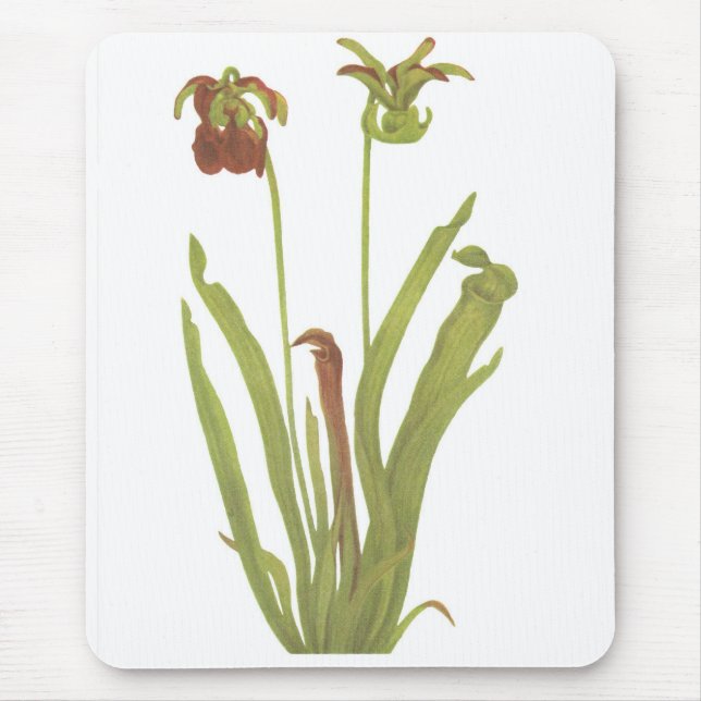 Alfombrilla De Ratón Planta carnívora - rubra del Sarracenia (Frente)