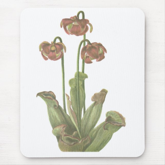 Alfombrilla De Ratón Planta carnívora - Sarracenia purpurea (Frente)