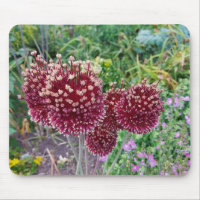 Planta de cebolla florida de Allium