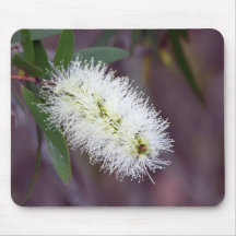 Planta de foto macro en un tabique