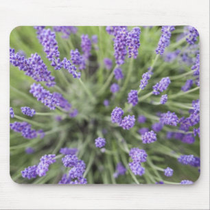 Alfombrilla De Ratón plantas de lavanda