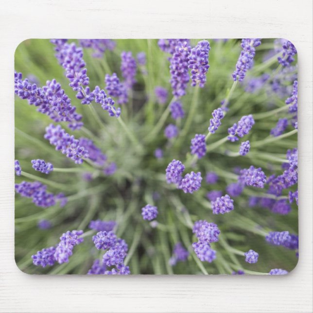 Alfombrilla De Ratón plantas de lavanda (Frente)