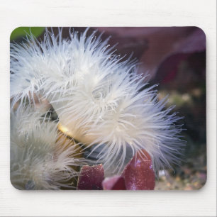 Alfombrilla De Ratón Plumose Anemone - Mousepad