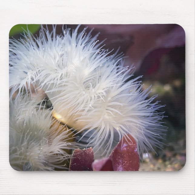 Alfombrilla De Ratón Plumose Anemone - Mousepad (Frente)