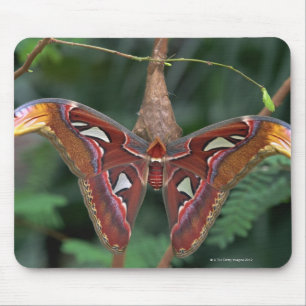 Alfombrilla De Ratón Polilla de atlas
