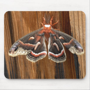 Alfombrilla De Ratón Polilla de cecropia del Hyalophora