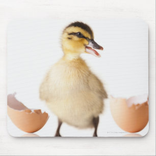 Alfombrilla De Ratón Polla recién eclosionada junto a cáscara de huevo