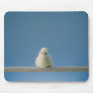 Alfombrilla De Ratón Pollo de un bebé Mascota sentado en una percha