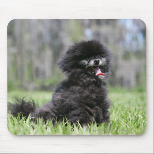 Alfombrilla De Ratón Pomeranian mayor negro