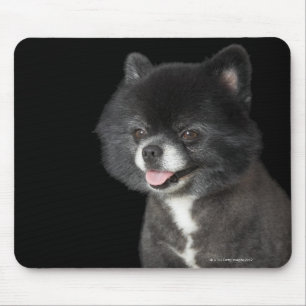 Alfombrilla De Ratón Pomeranian negro que mira a la izquierda