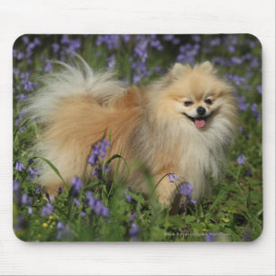Alfombrilla De Ratón Pomeranian que mira la cámara en los Bluebells