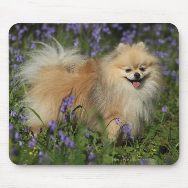 Alfombrilla De Ratón Pomeranian que mira la cámara en los Bluebells (Frente)