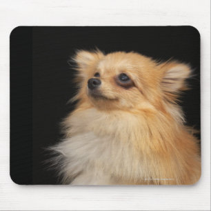 Alfombrilla De Ratón Pomeranian que mira para arriba en negro