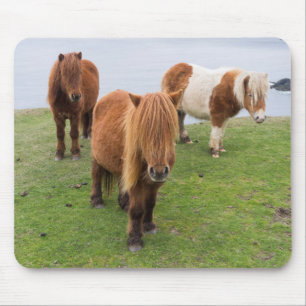 Alfombrilla De Ratón Poni de Shetland en Pastizal Cerca de Acantilados