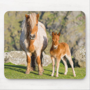 Alfombrilla De Ratón Poni de Shetland en pastizal cerca de acantilados