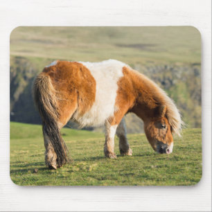 Alfombrilla De Ratón Poni de Shetland en pastizal cerca de acantilados