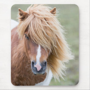 Alfombrilla De Ratón Poni Shetland en la isla de Unst