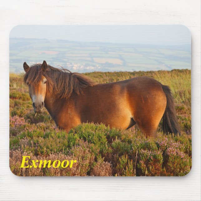 Alfombrilla De Ratón Pony de exmoor, caballo, Somerset, Inglaterra (Frente)