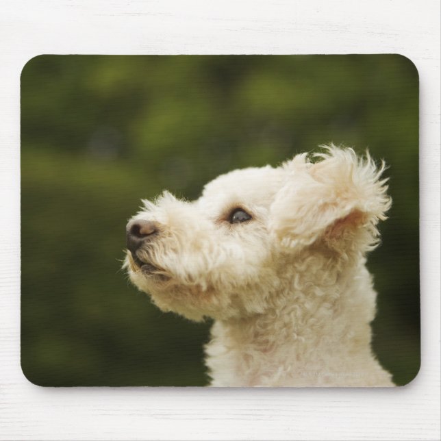Alfombrilla De Ratón Poodle (blanco) 2 (Frente)