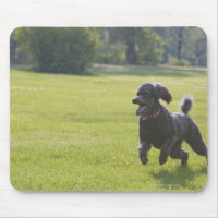 Poodle tocando frisbee