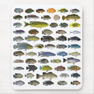 Alfombrilla De Ratón Poster del grupo Cichlid