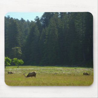 Alfombrilla De Ratón Prado de alces en el Parque Nacional Redwood