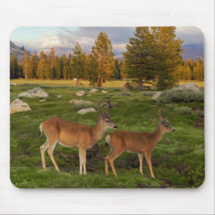 Alfombrilla De Ratón Prado de Tuolumne, Yosemite